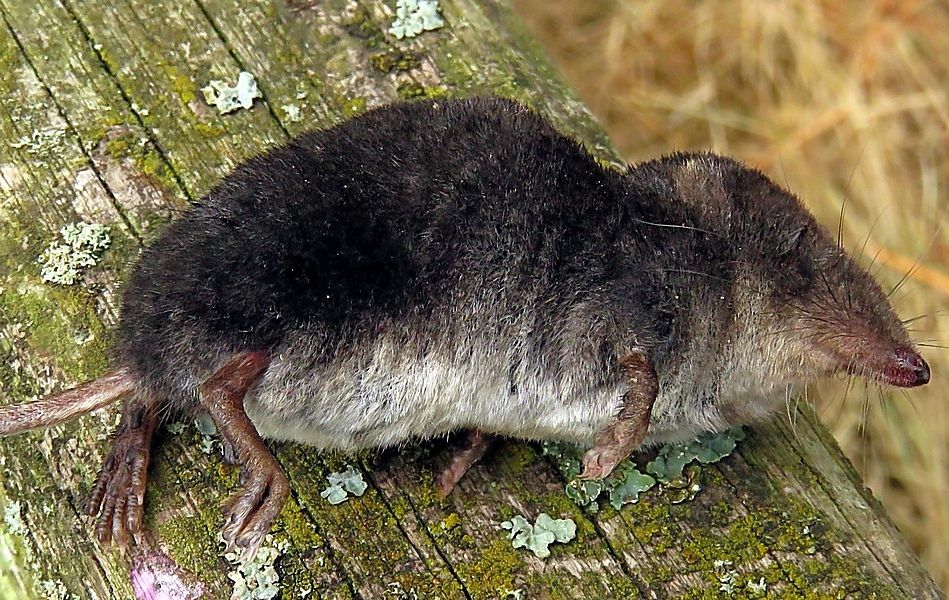 Water Shrew