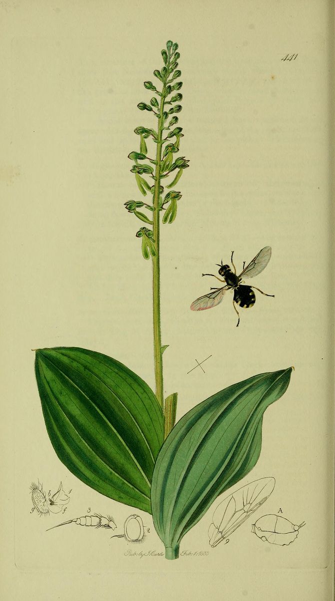 Common Twayblade
