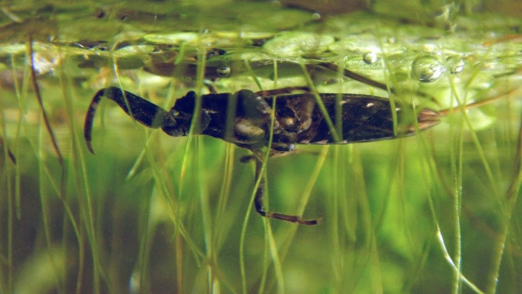 Water Scorpion