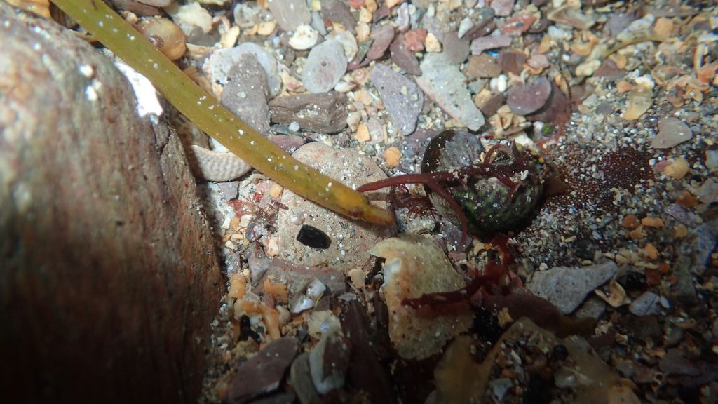 Worm Pipefish