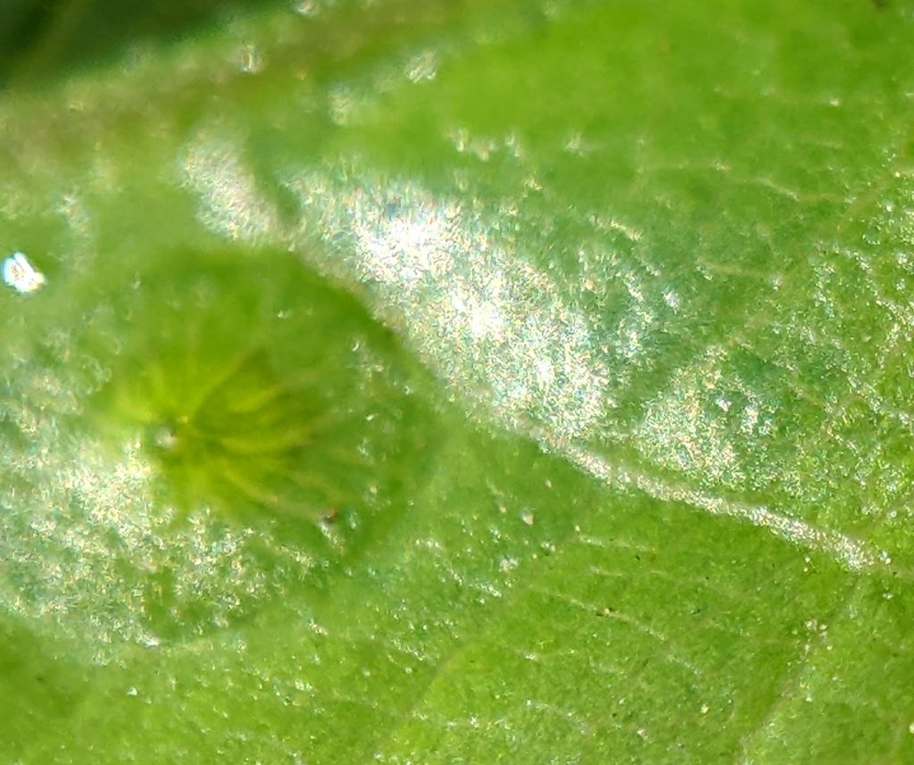 Silk-Button Spangle Gall