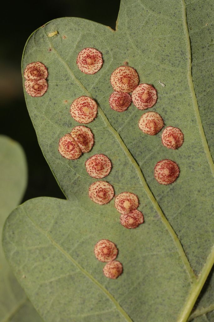 Common Spangle Gall