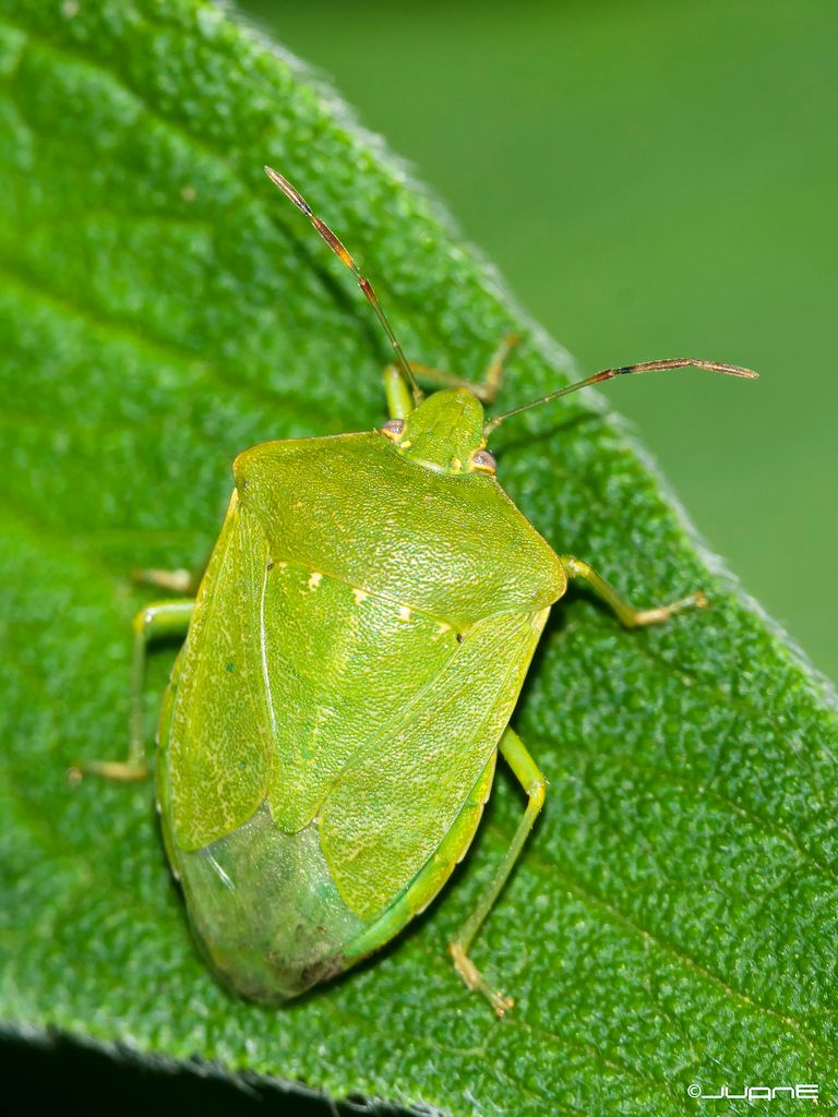 Southern Green Shieldbug