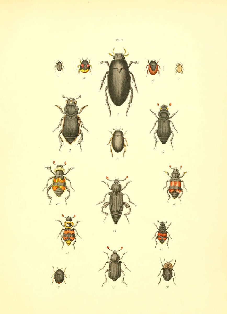 Black Sexton Beetle