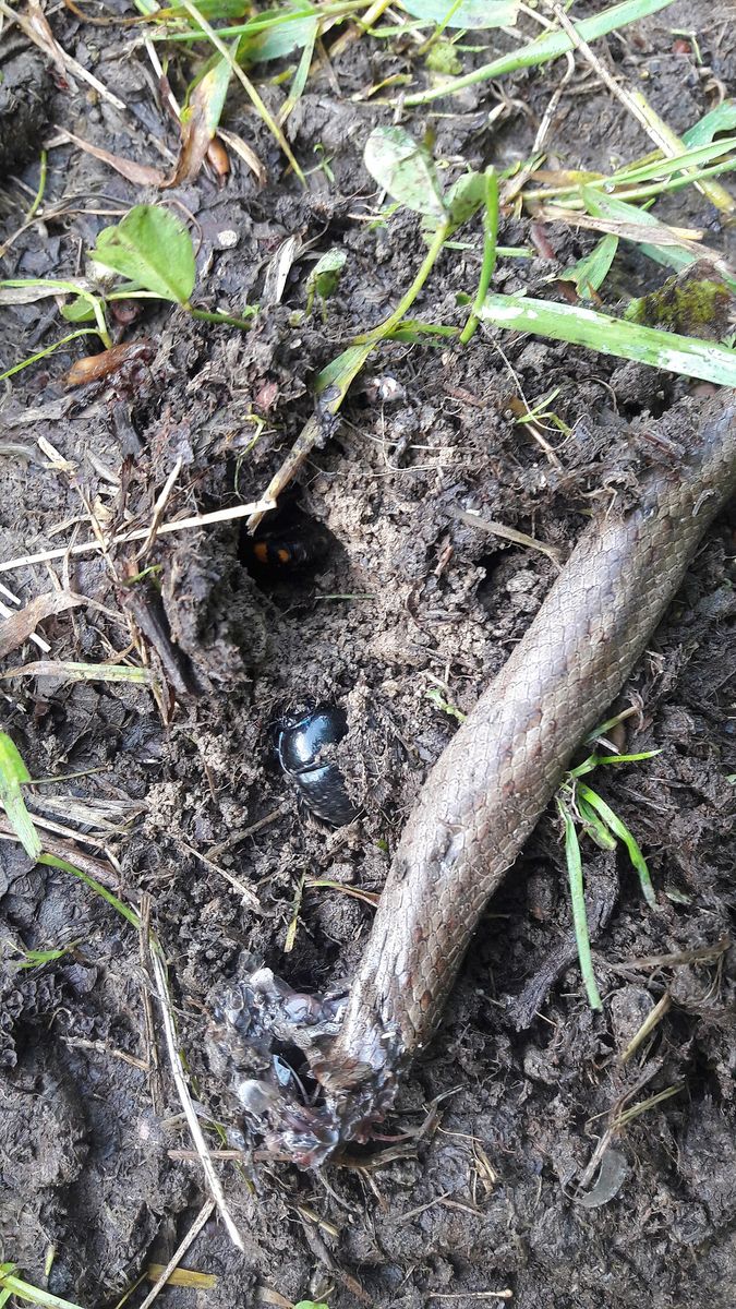 Common Burying Beetle