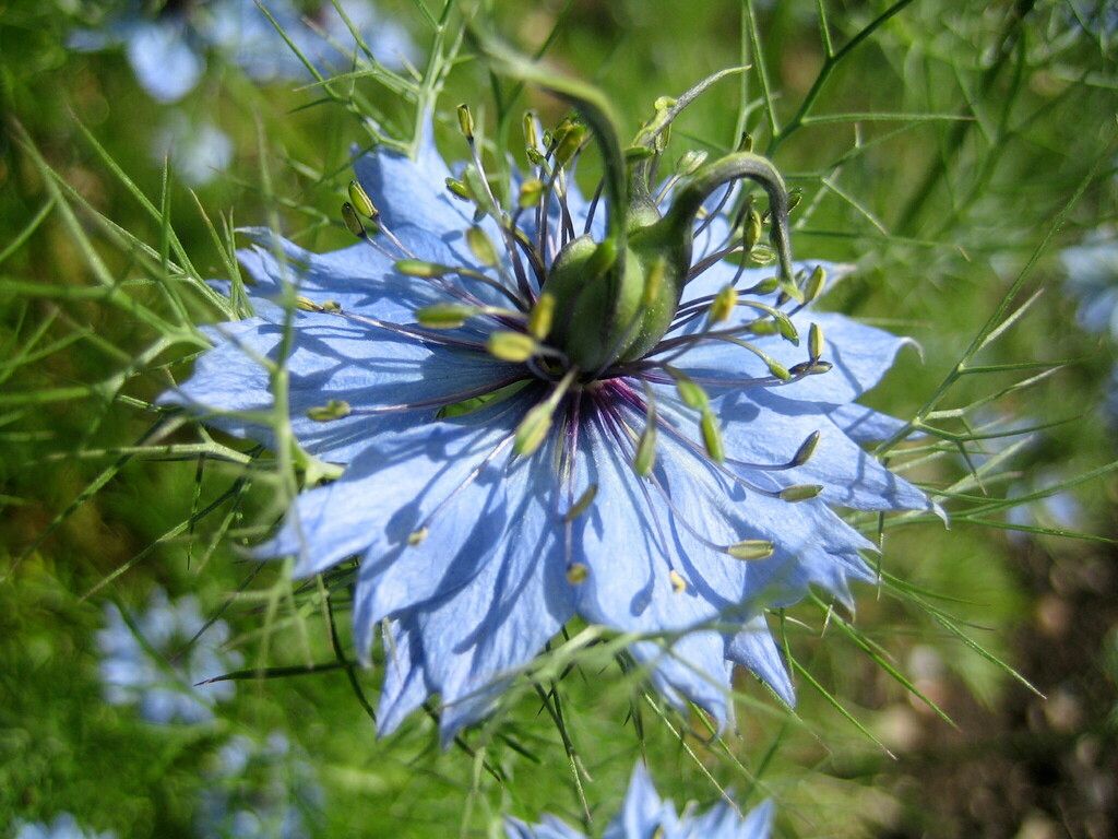 Love-in-a-mist