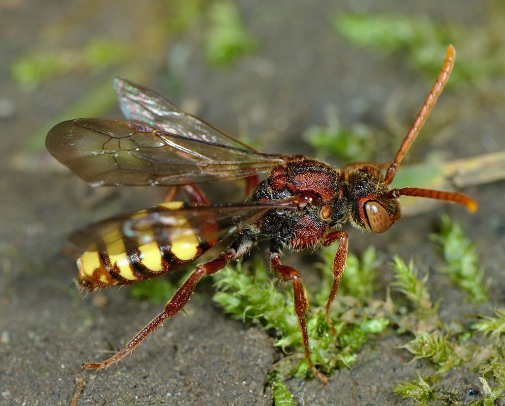 Flavous Nomad Bee