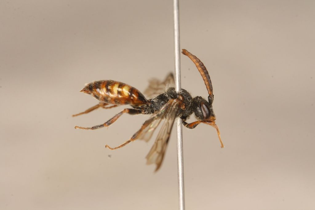 Little Nomad Bee