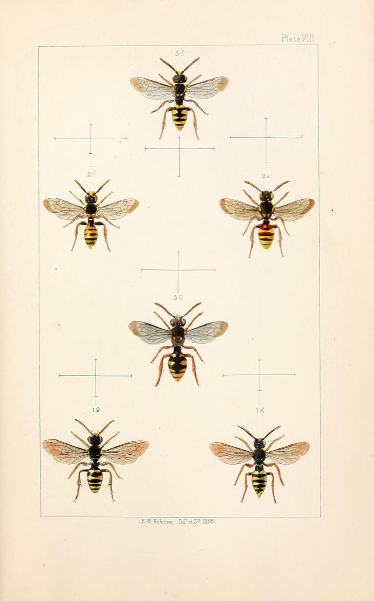Lathbury's Nomad Bee