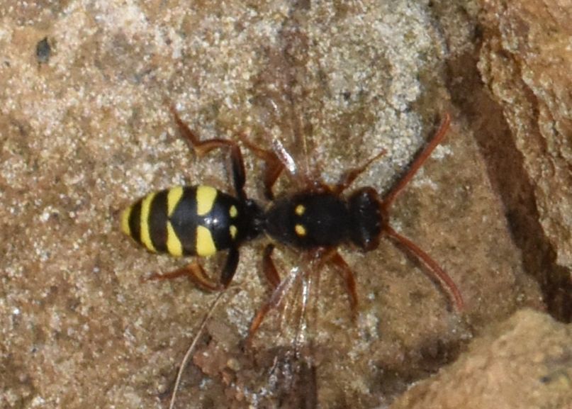 Marsham's Nomad Bee