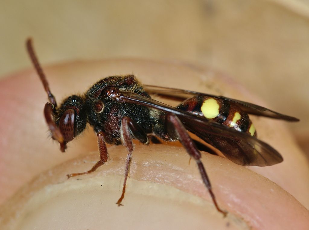 Fork-jawed Nomad Bee
