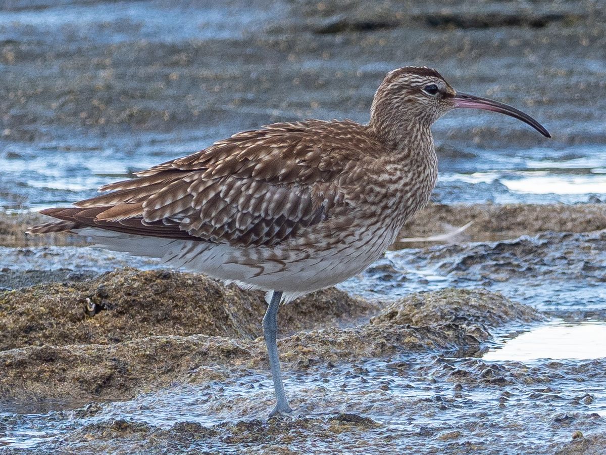 Eurasian Whimbrel