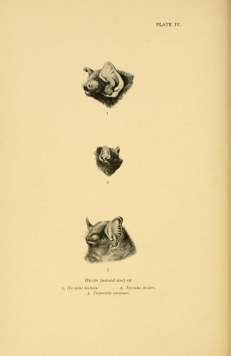 Leisler's Bat
