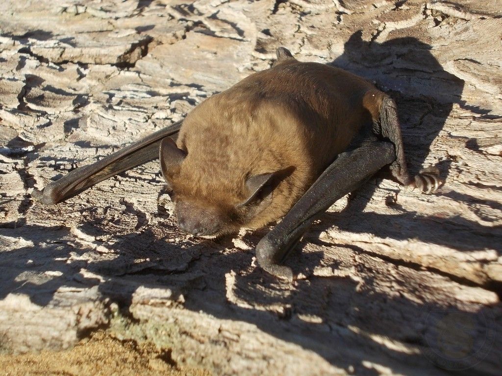 Noctule