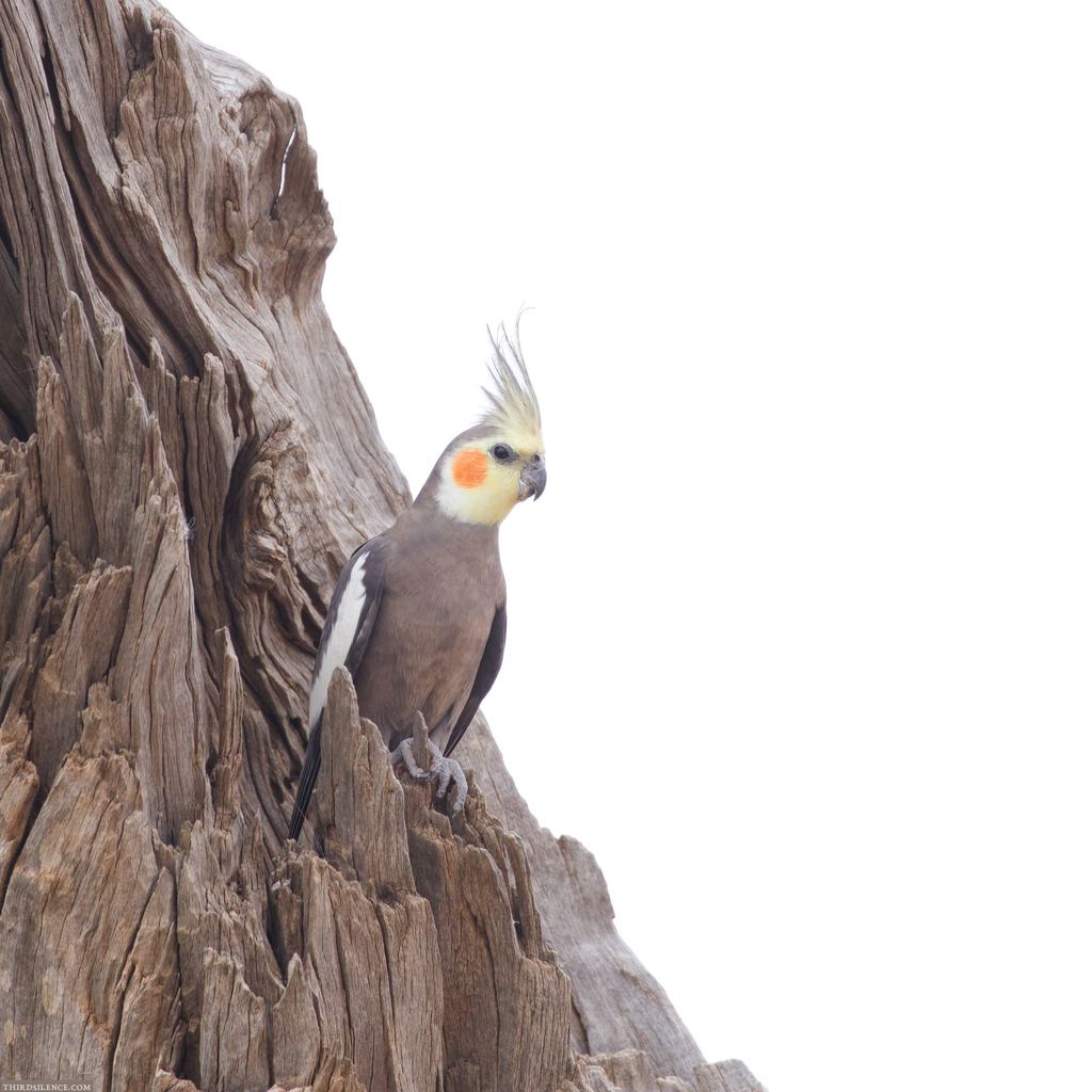 Cockatiel