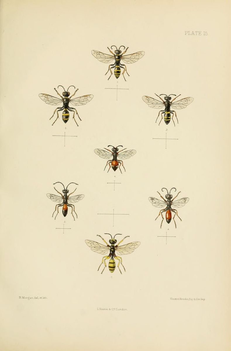 Large Spurred Digger Wasp