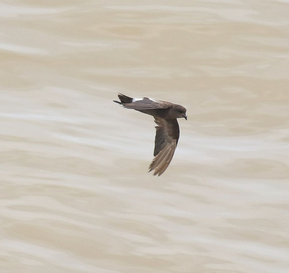 Wilson's Storm-Petrel