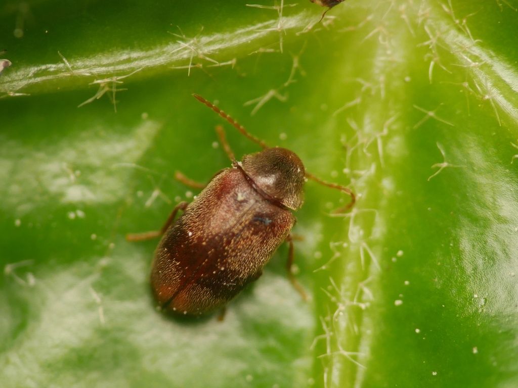 Ivy Boring Beetle