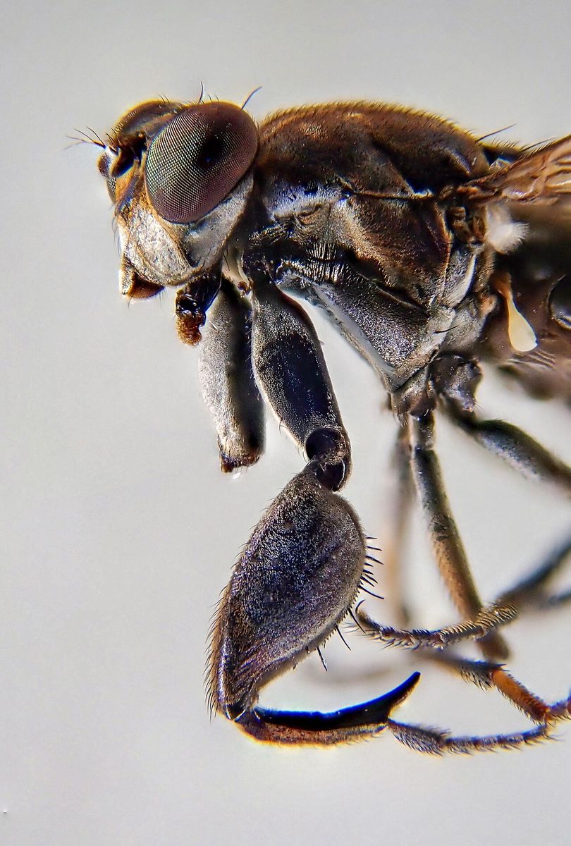 Mantis Fly