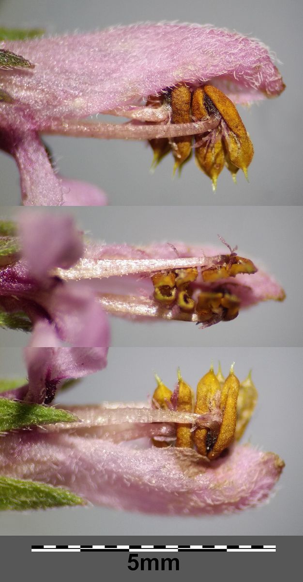 Red Bartsia