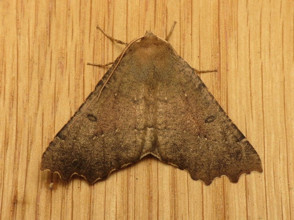 Scalloped Hazel