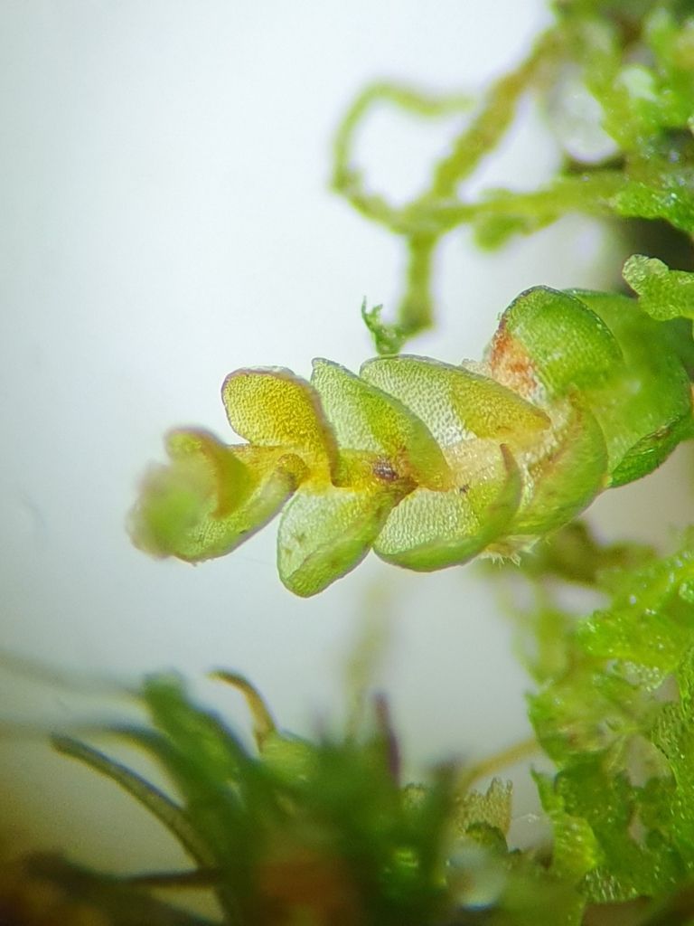 Matchstick Flapwort