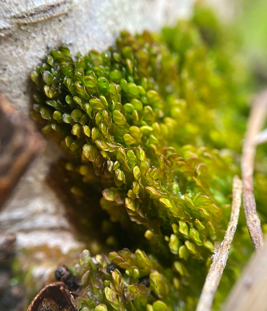 Bog-moss Flapwort