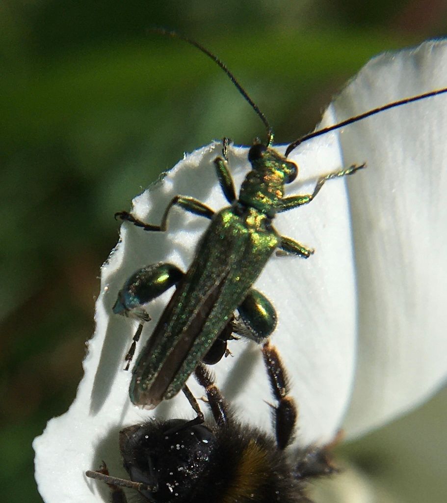 Swollen-thighed Beetle