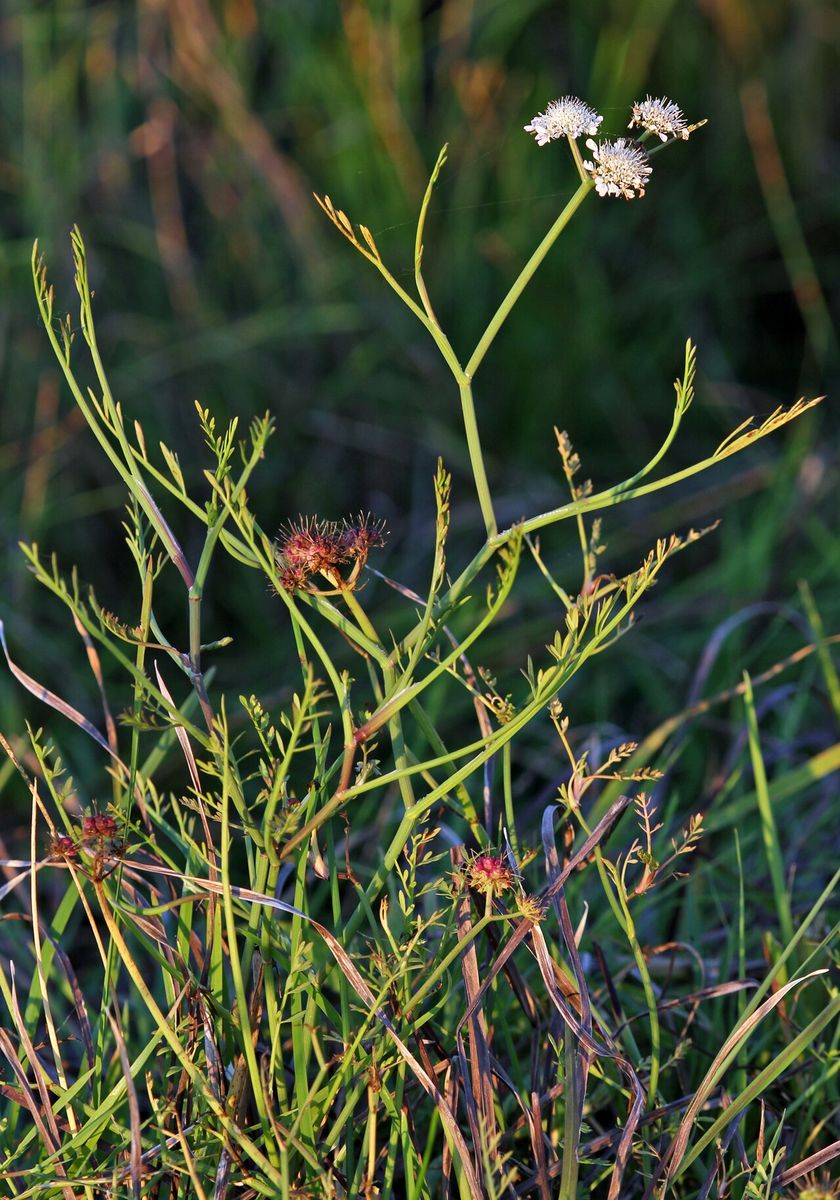 Tubular Water-dropwort