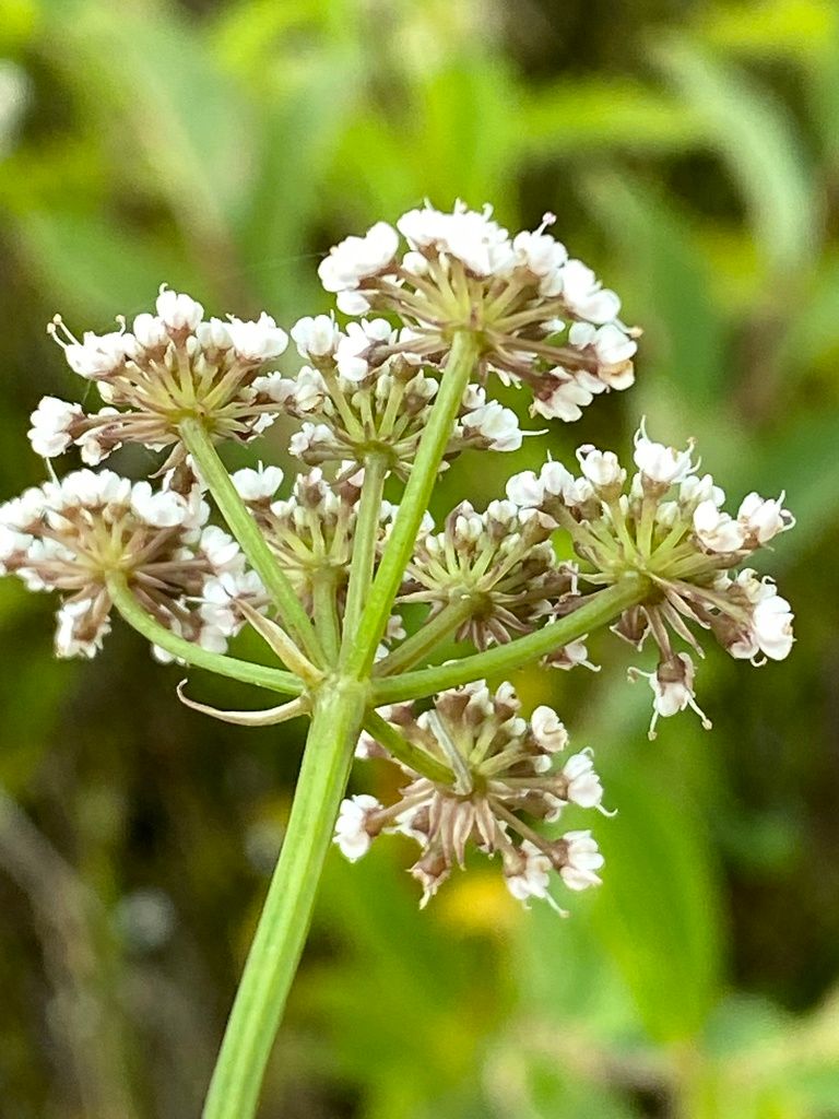 Parsley Water-dropwort