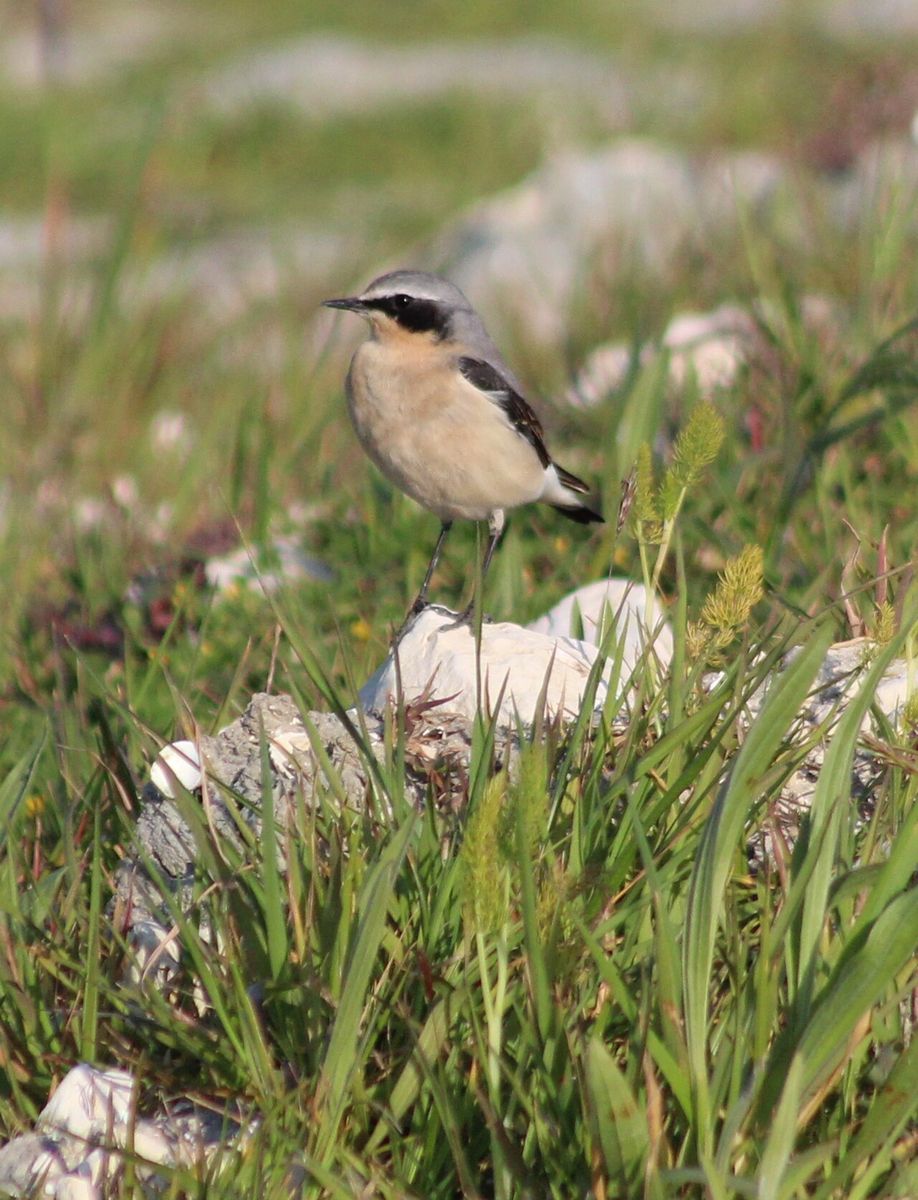 Northern Wheatear