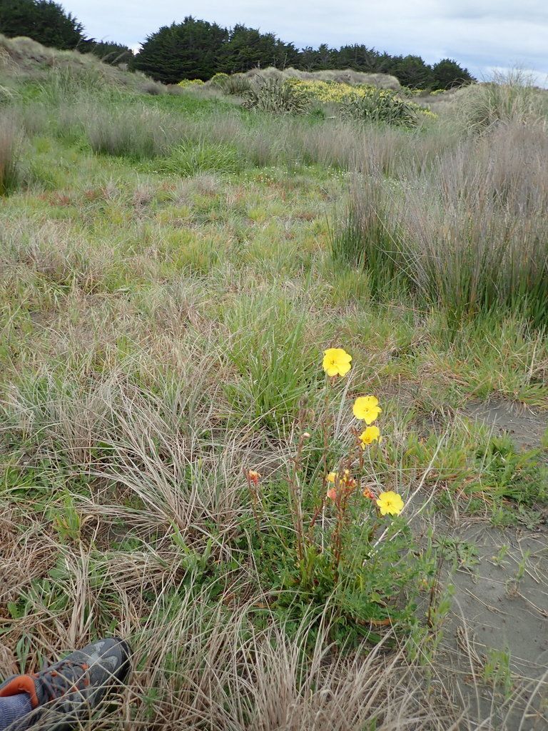 Fragrant Evening-primrose