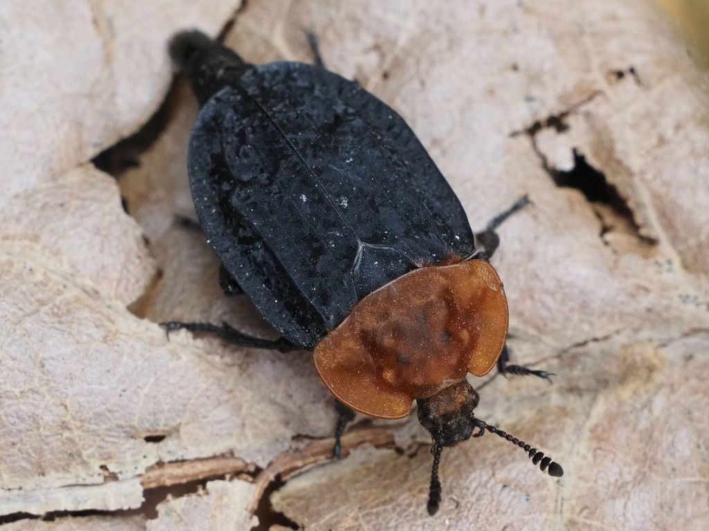 Red-Breasted Carrion Beetle