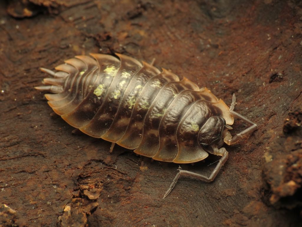 Common Shiny Woodlouse
