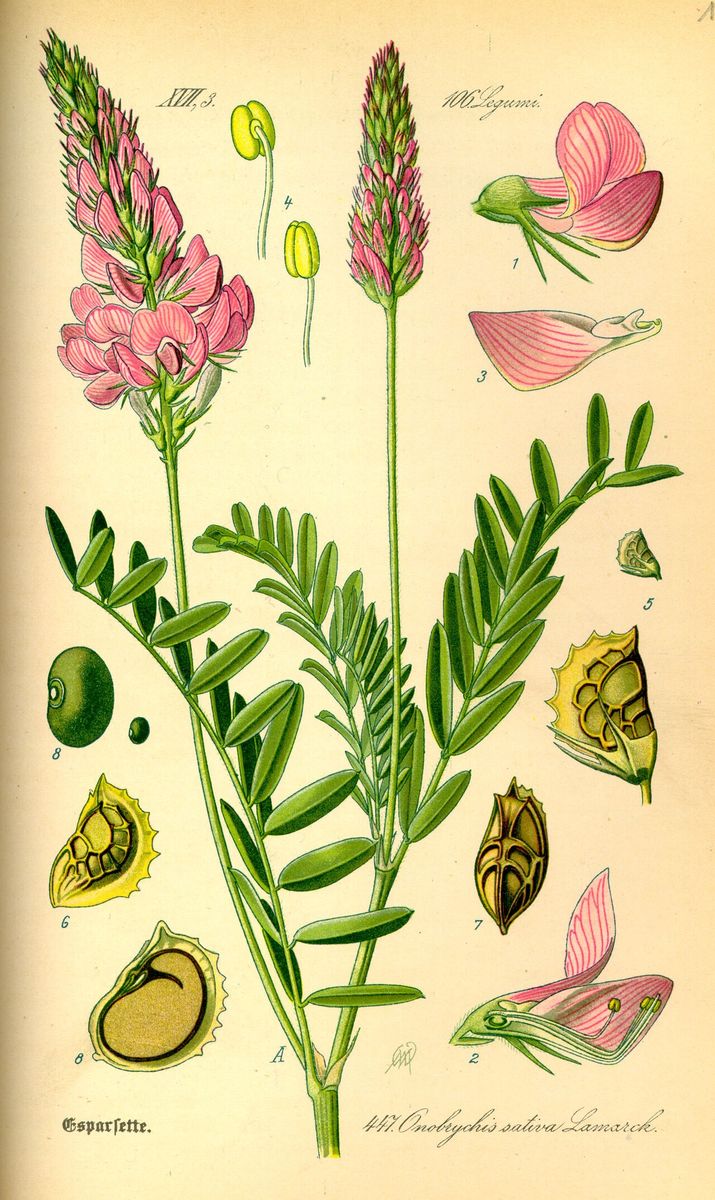 Sainfoin