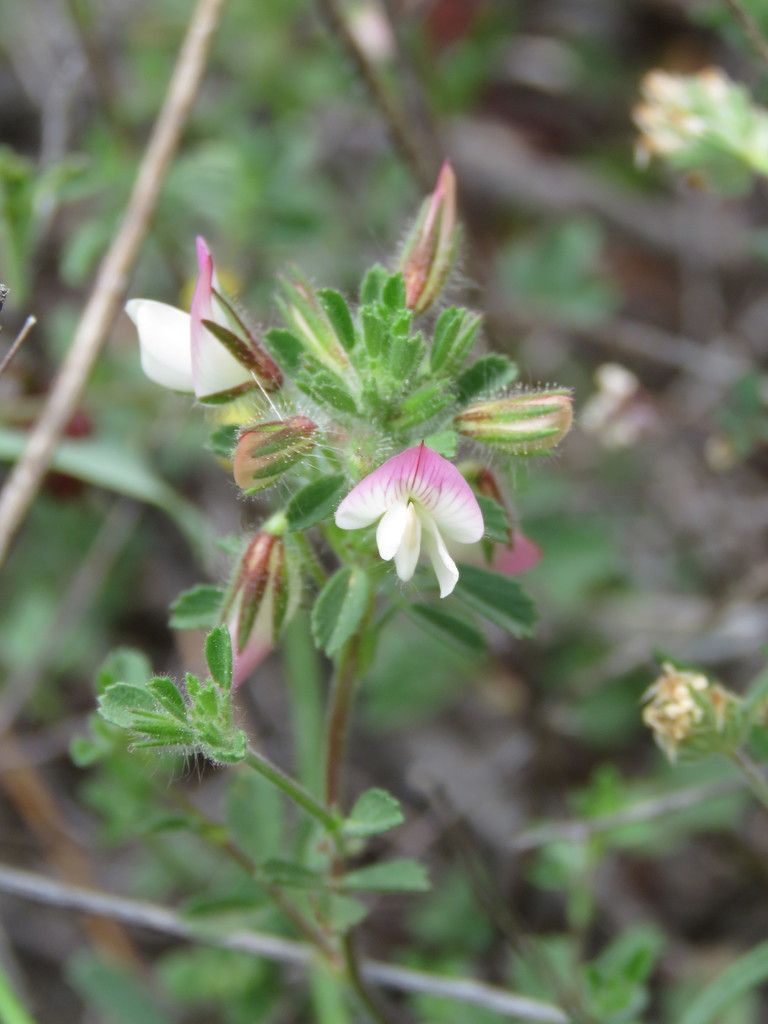 Small Restharrow