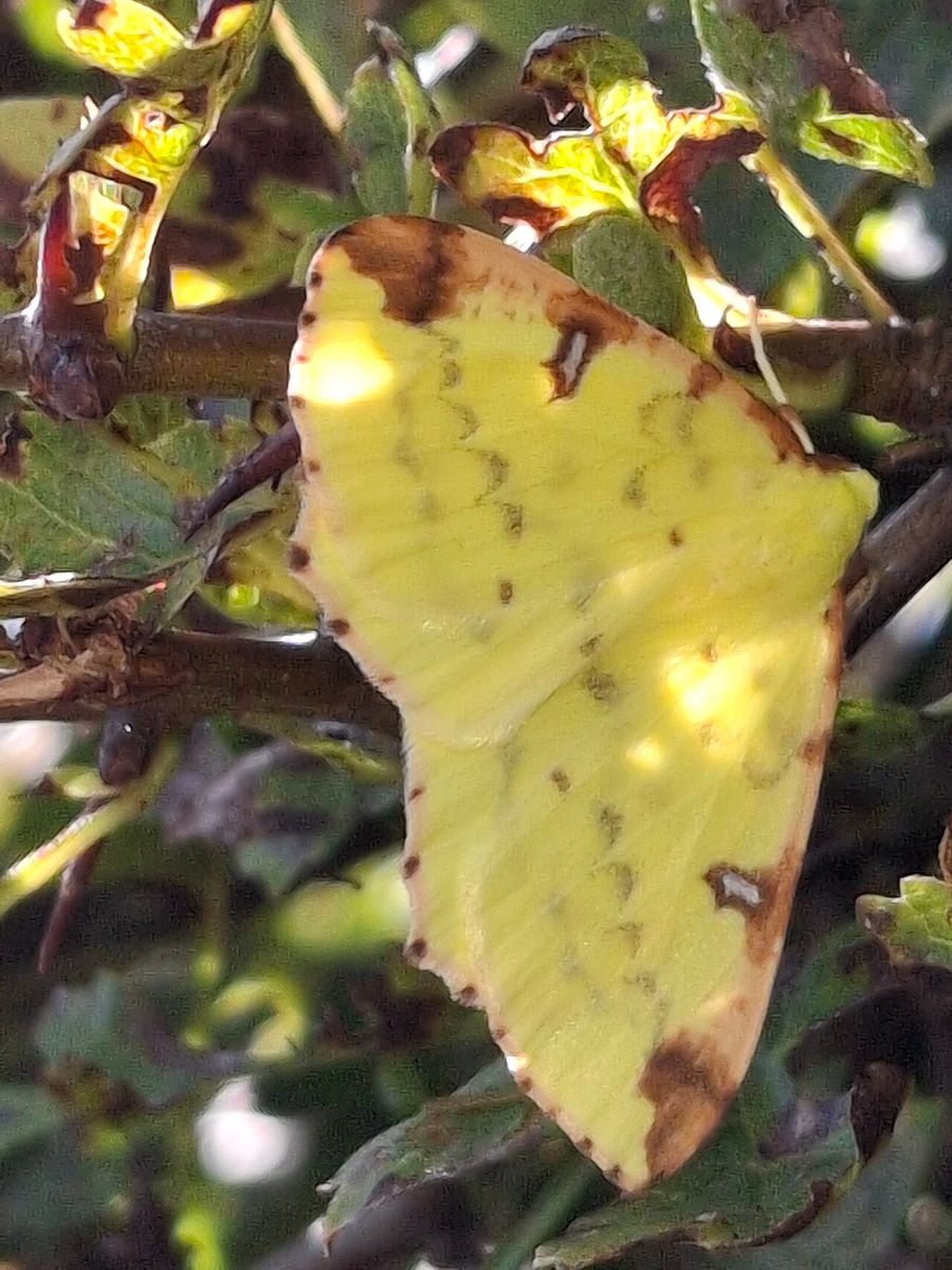 Brimstone Moth
