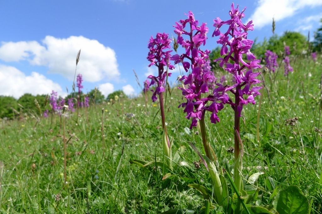 Early-purple Orchid