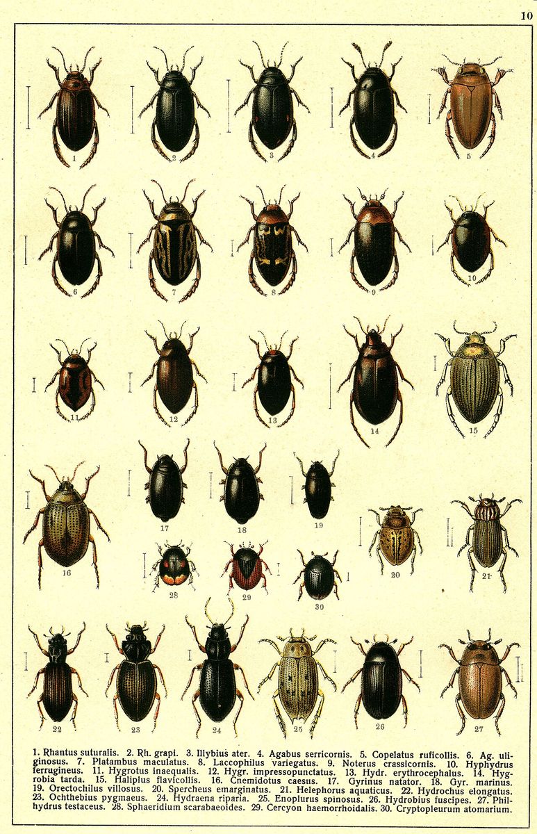 Hairy Whirligig Beetle