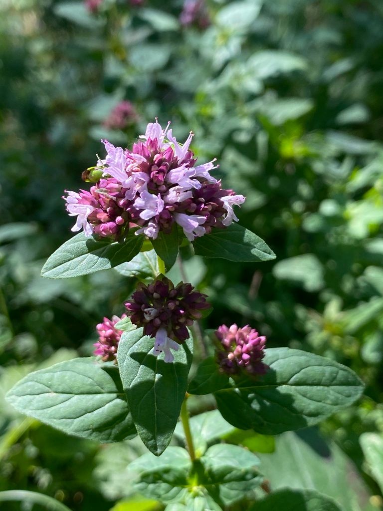 Wild Marjoram