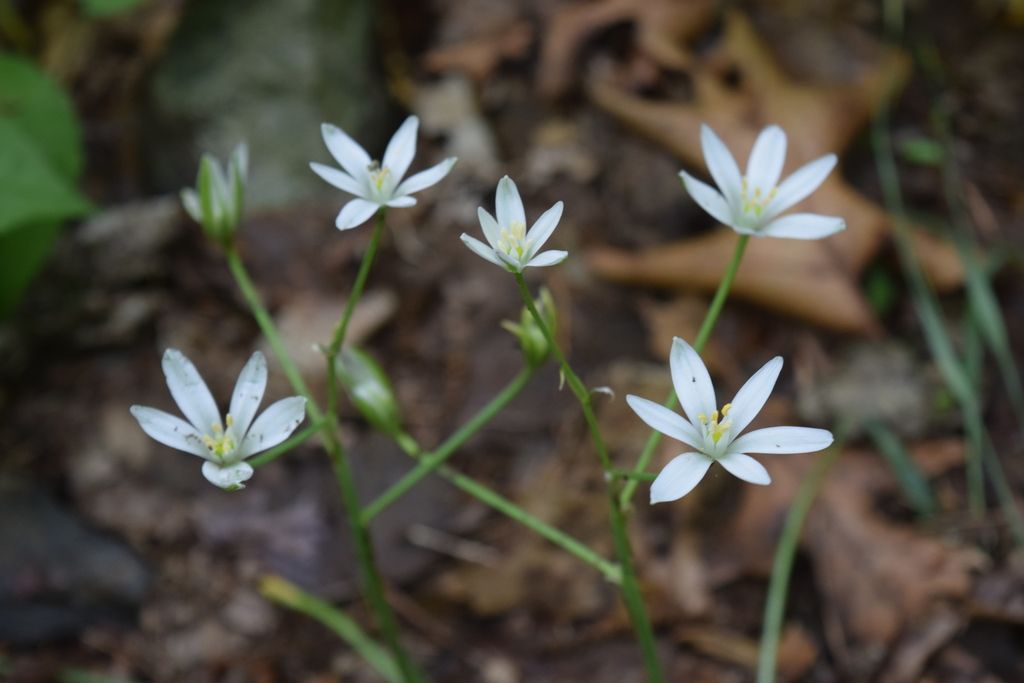 Garden Star-of-Bethlehem