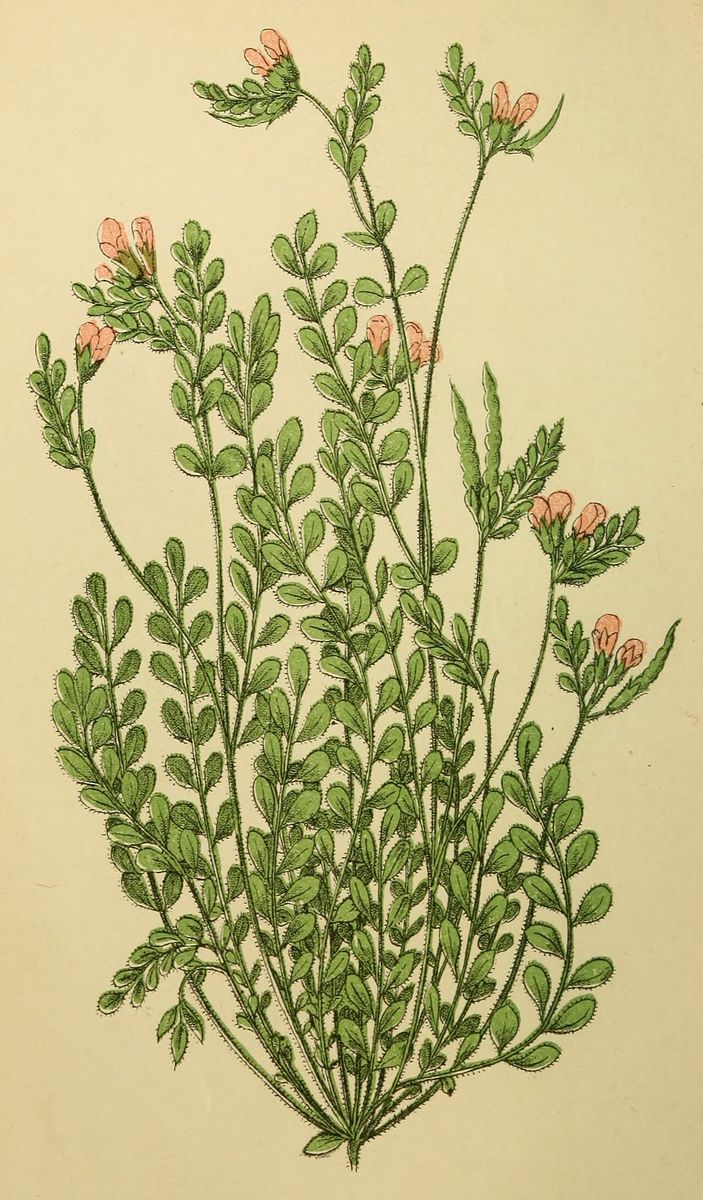Bird's-foot