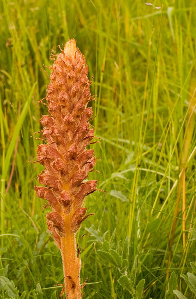 Knapweed Broomrape