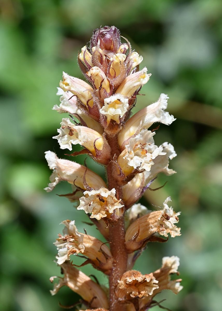 Ivy Broomrape