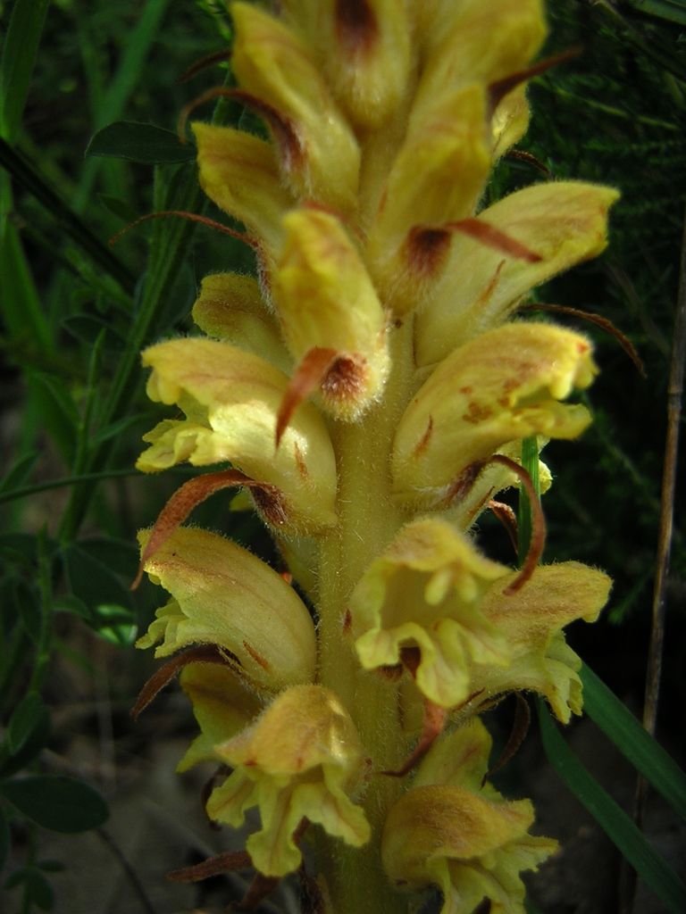 Greater Broomrape