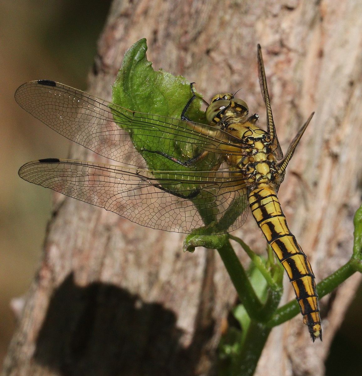 Black-tailed Skimmer