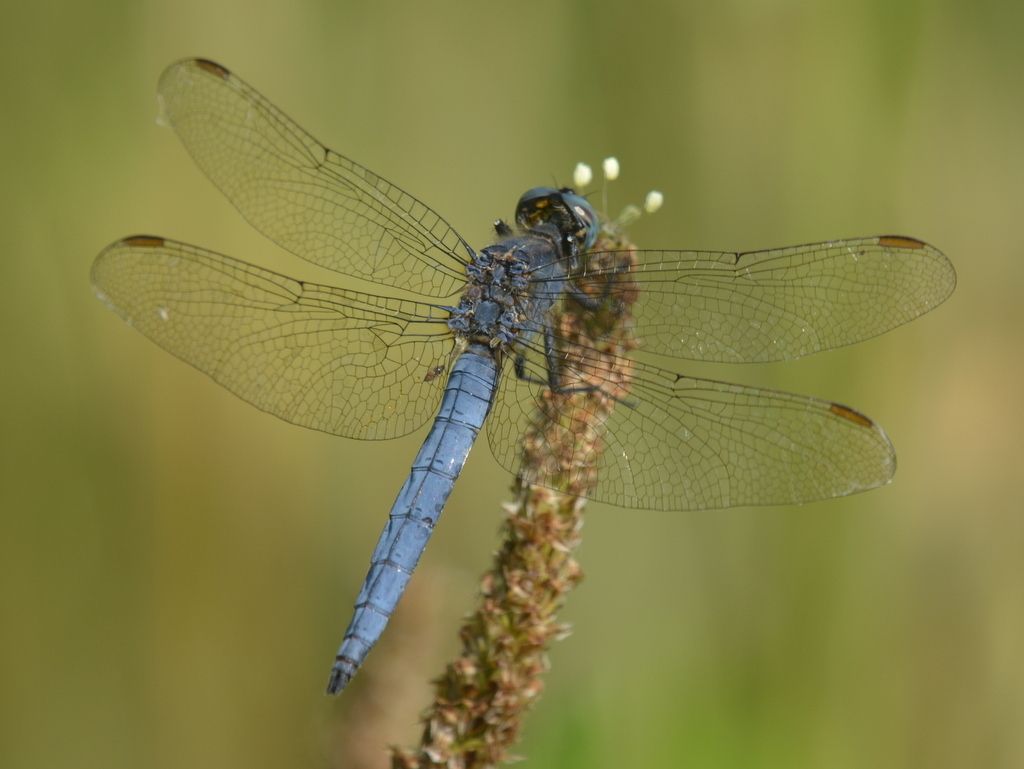 Keeled Skimmer