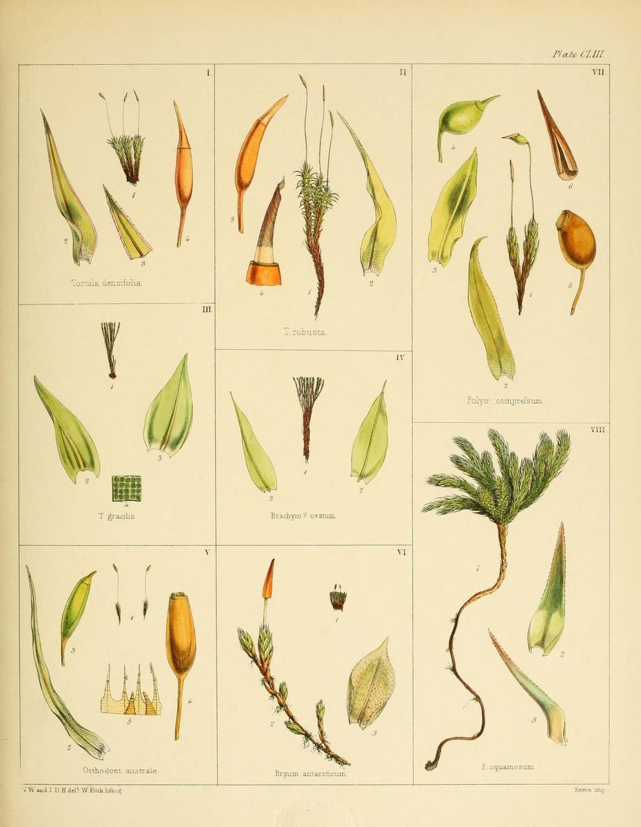 Cape Thread-moss