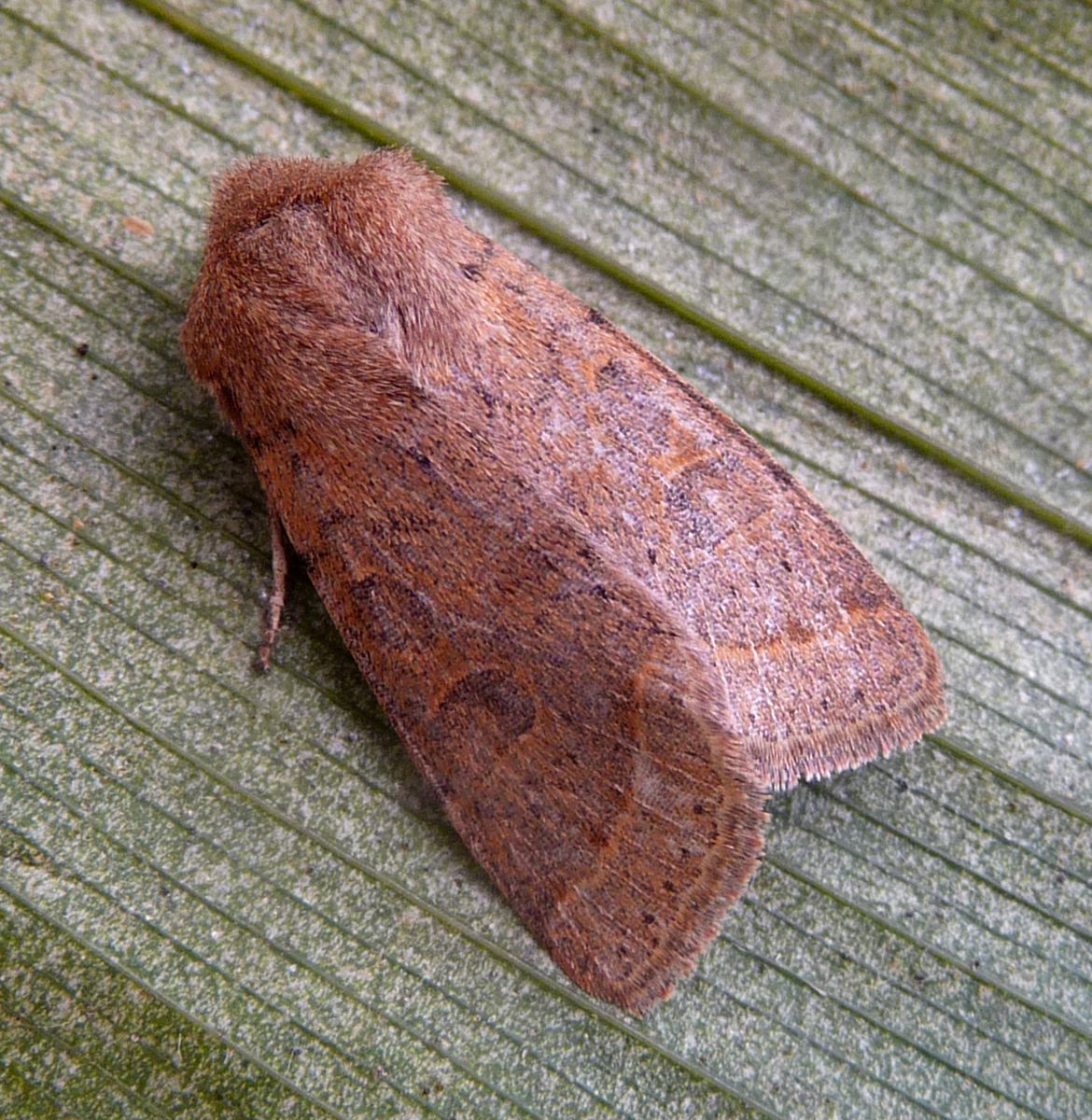 Common Quaker