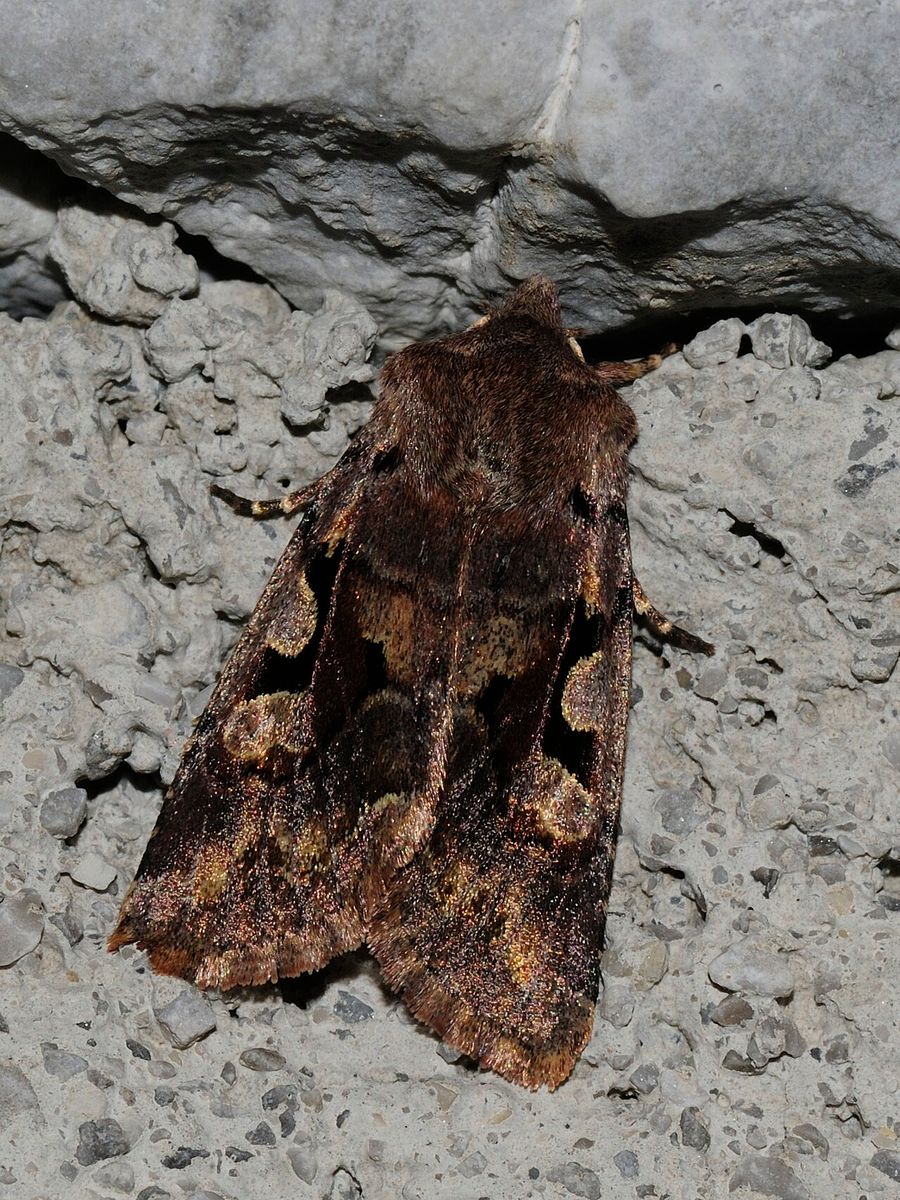 Hebrew Character